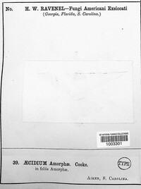 Uropyxis amorphae image